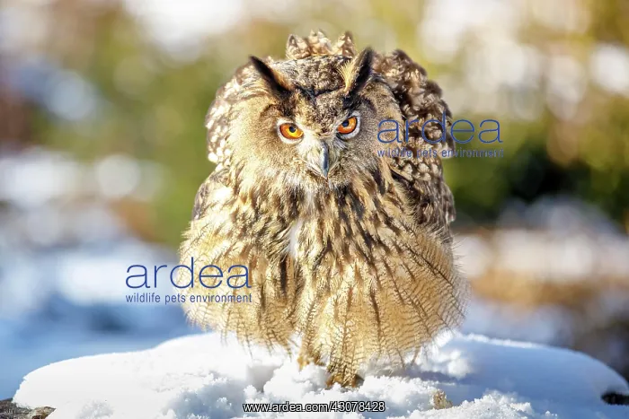 : Eurasian eagle-owl (Bubo bubo), Captive, Bavarian : Eurasian eagle-owl (Bubo bubo), Captive, Bavarian