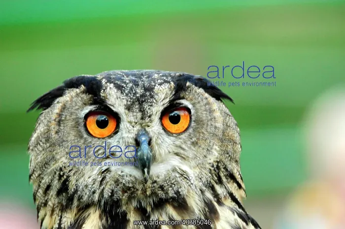 : Eurasian eagle-owl (Bubo bubo), captive, Germany : Eurasian eagle-owl (Bubo bubo), captive, Germany