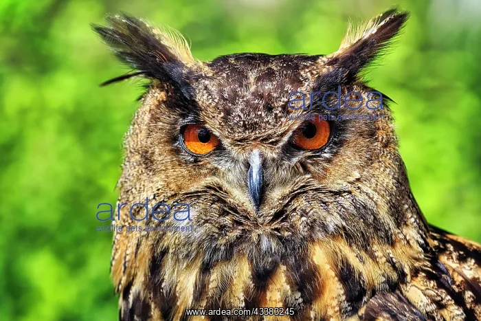 : Eurasian eagle-owl (Bubo bubo), captive, portrait : Eurasian eagle-owl (Bubo bubo), captive, portrait