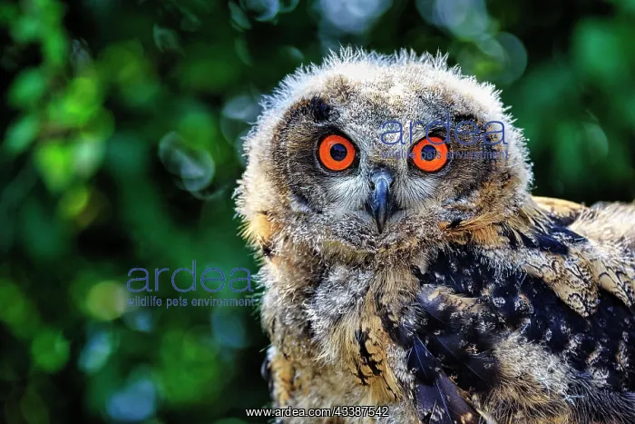 : Eurasian eagle-owl (Bubo bubo), captive, portrait : Eurasian eagle-owl (Bubo bubo), captive, portrait