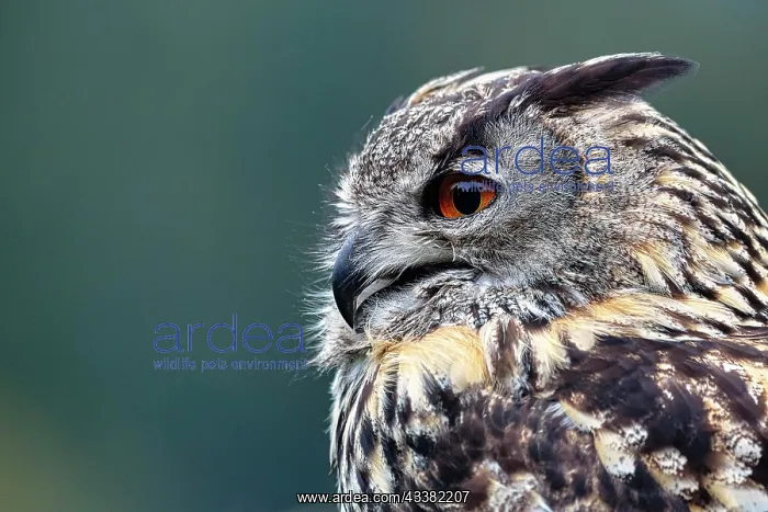 : Eurasian eagle-owl (Bubo bubo), Falconry in the : Eurasian eagle-owl (Bubo bubo), Falconry in the