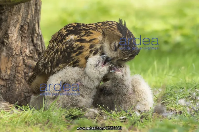 : Eurasian Eagle Owl (Bubo Bubo) feeding her chic : Eurasian Eagle Owl (Bubo Bubo) feeding her chic