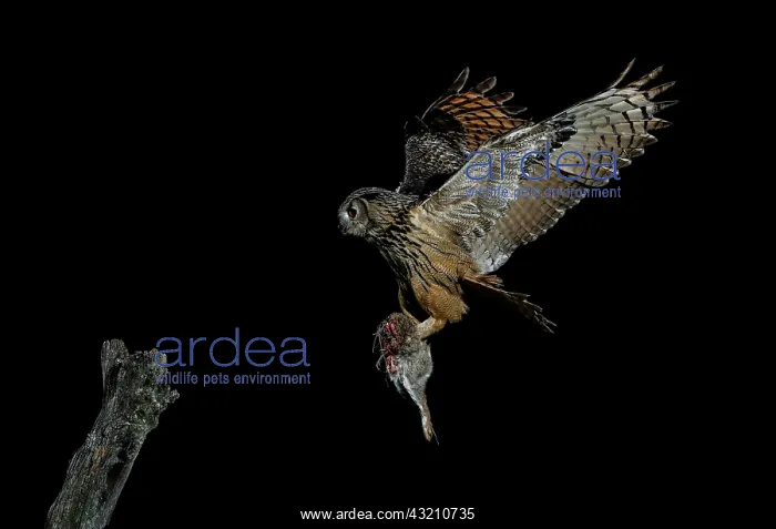 : Eurasian eagle-owl (Bubo bubo) in flight with prey : Eurasian eagle-owl (Bubo bubo) in flight with prey