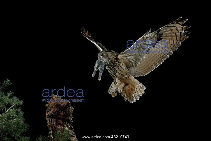 : Eurasian eagle-owl (Bubo bubo) in flight with prey : Eurasian eagle-owl (Bubo bubo) in flight with prey