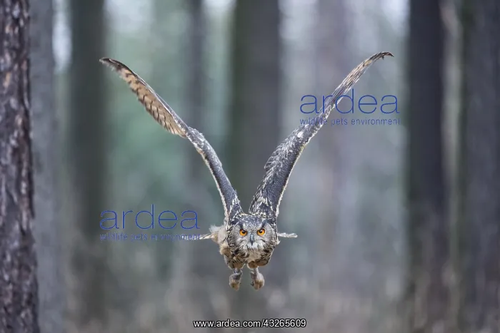 : Eurasian Eagle Owl (Bubo bubo) flying low throu : Eurasian Eagle Owl (Bubo bubo) flying low throu