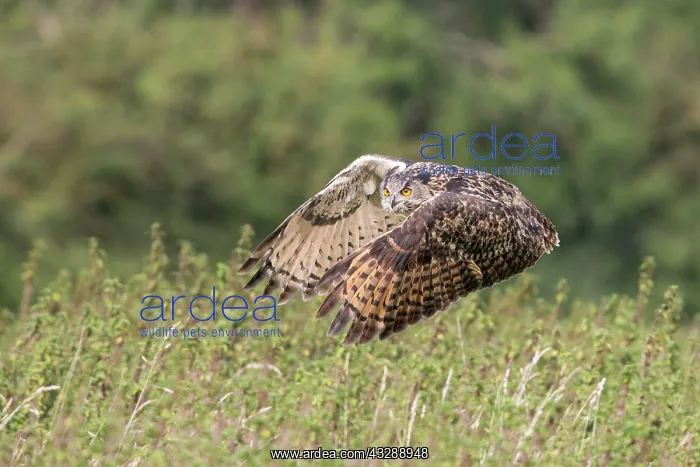 : Eurasian Eagle Owl (Bubo bubo) flying low throu : Eurasian Eagle Owl (Bubo bubo) flying low throu
