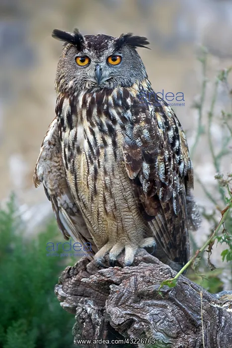 : Eurasian eagle-owl (Bubo bubo) Old bird on perch : Eurasian eagle-owl (Bubo bubo) Old bird on perch