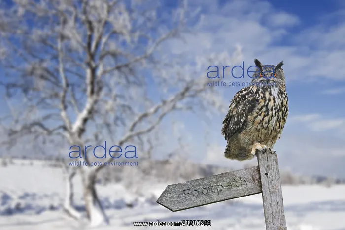 : Eurasian eagle-owl (Bubo bubo) perched on signpost : Eurasian eagle-owl (Bubo bubo) perched on signpost