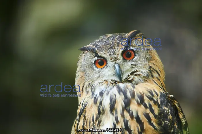: Eurasian eagle-owl (Bubo bubo) portrait, Bavaria : Eurasian eagle-owl (Bubo bubo) portrait, Bavaria