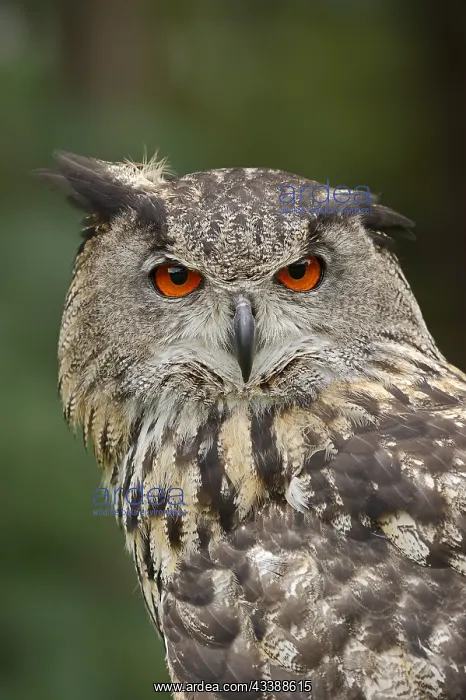 : Eurasian eagle-owl (Bubo bubo), portrait, captive : Eurasian eagle-owl (Bubo bubo), portrait, captive