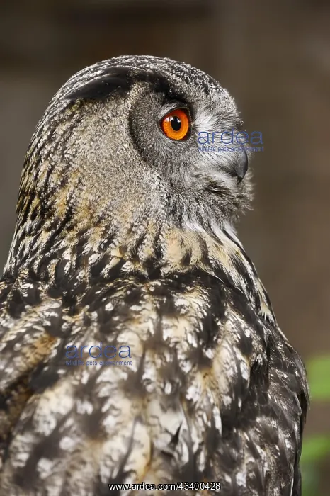: Eurasian eagle-owl (Bubo bubo), portrait, captive : Eurasian eagle-owl (Bubo bubo), portrait, captive