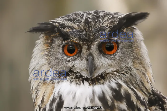  : Eurasian eagle-owl (Bubo bubo), portrait, captive