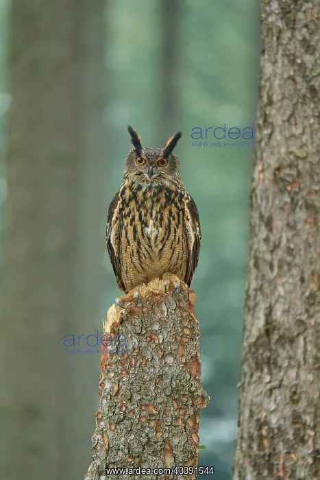 : Eurasian eagle-owl (Bubo bubo), sitting on tree : Eurasian eagle-owl (Bubo bubo), sitting on tree