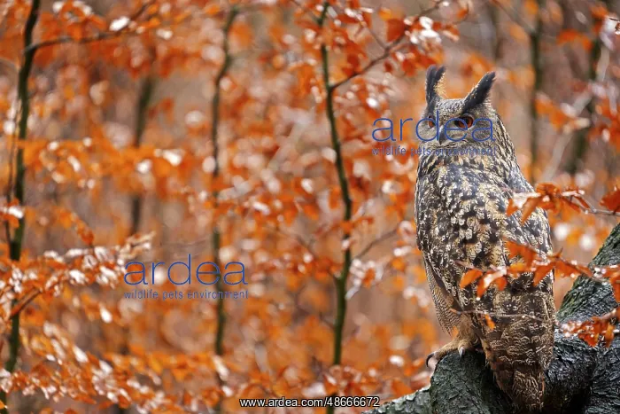 : Eurasian Eagle Owl, Bubo Bubo, sitting tree trunk, wildlife : Eurasian Eagle Owl, Bubo Bubo, sitting tree trunk, wildlife