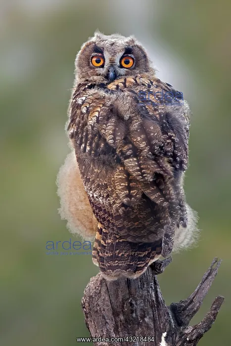 : Eurasian eagle-owl (Bubo bubo) young bird on perch : Eurasian eagle-owl (Bubo bubo) young bird on perch