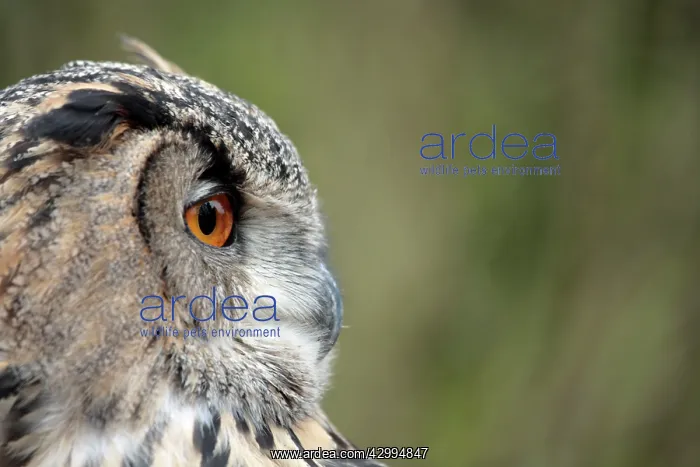 : Eurasian Eagle Owl - controlled conditions International : Eurasian Eagle Owl - controlled conditions International