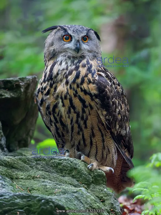 : Eurasian eagle-owl. Enclosure in the Bavarian Forest : Eurasian eagle-owl. Enclosure in the Bavarian Forest