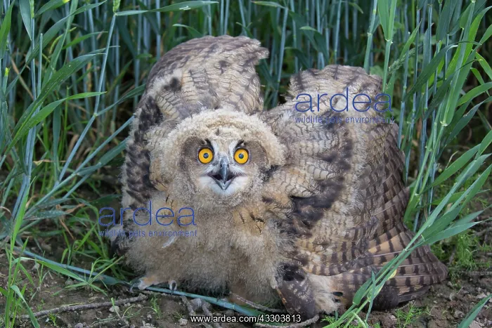: Eurasian Eagle Owl - juvenile owl in defense postion : Eurasian Eagle Owl - juvenile owl in defense postion