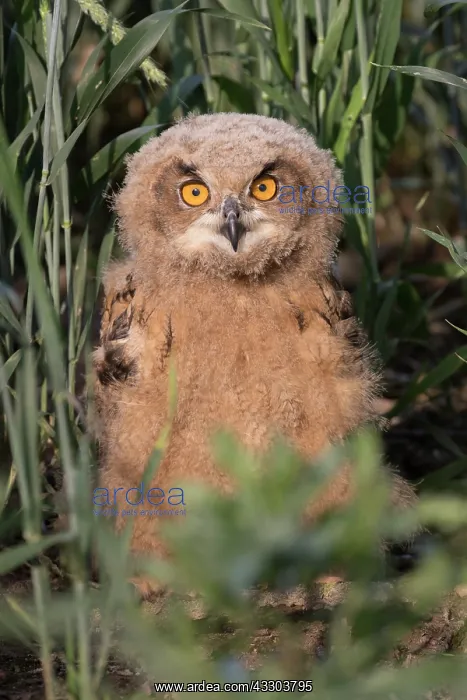 : Eurasian Eagle Owl - juvenile owl standing on the : Eurasian Eagle Owl - juvenile owl standing on the