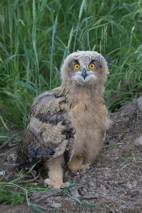 : Eurasian Eagle Owl - juvenile owl standing on the : Eurasian Eagle Owl - juvenile owl standing on the