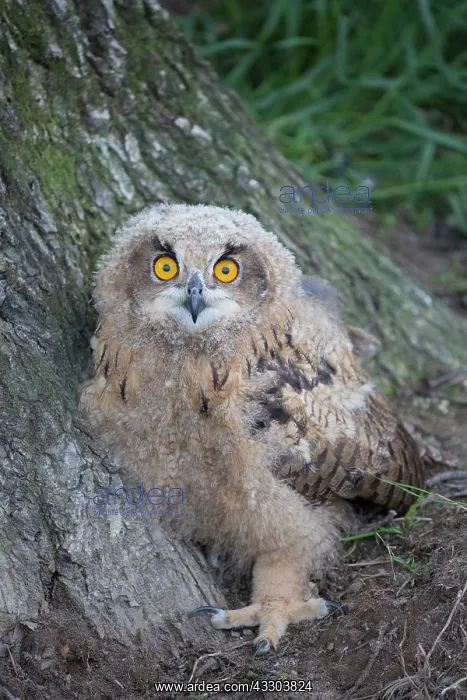: Eurasian Eagle Owl - juvenile owl standing on the : Eurasian Eagle Owl - juvenile owl standing on the