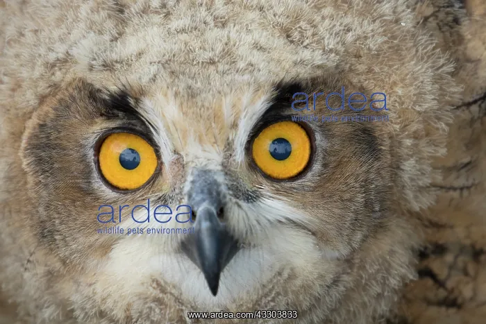 : Eurasian Eagle Owl - portrait of a juvenile owl : Eurasian Eagle Owl - portrait of a juvenile owl