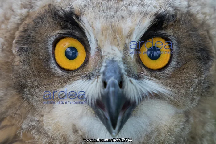 : Eurasian Eagle Owl - portrait of a juvenile owl : Eurasian Eagle Owl - portrait of a juvenile owl