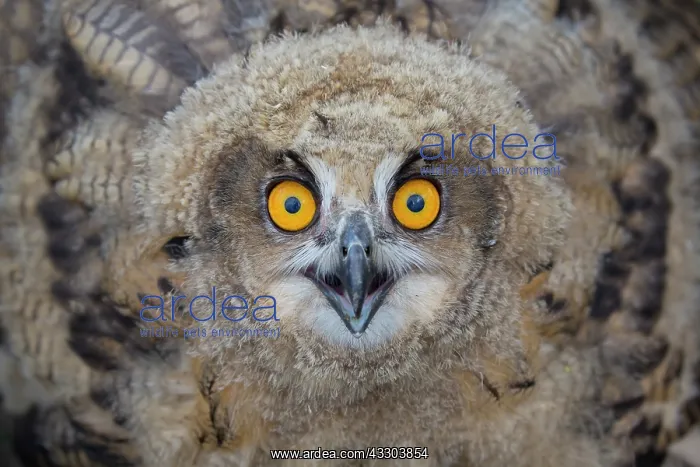 : Eurasian Eagle Owl - portrait of a juvenile owl : Eurasian Eagle Owl - portrait of a juvenile owl