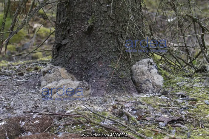 : Eurasian Eagle-Owl - young owls in nest - Sweden : Eurasian Eagle-Owl - young owls in nest - Sweden
