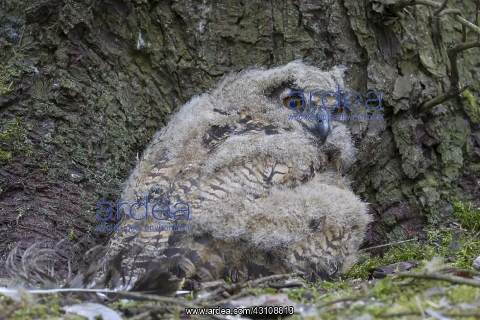 : Eurasian Eagle-Owl - young owls in nest - Sweden : Eurasian Eagle-Owl - young owls in nest - Sweden