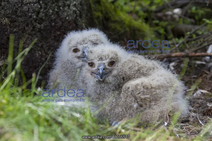 : Eurasian Eagle-Owl - young with prey in nest - Sweden : Eurasian Eagle-Owl - young with prey in nest - Sweden