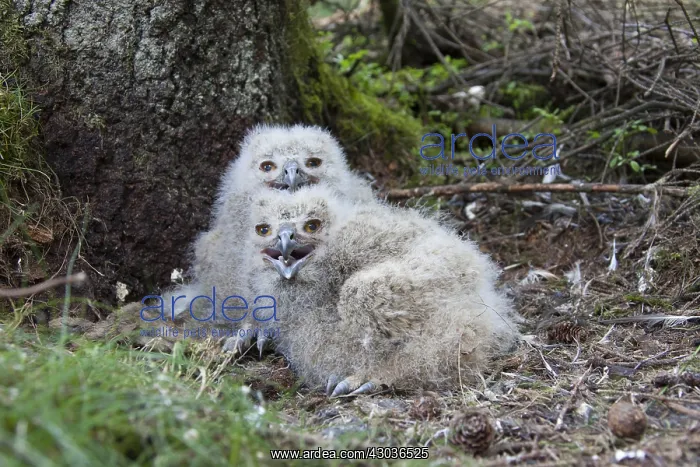 : Eurasian Eagle-Owl - young with prey in nest - Sweden : Eurasian Eagle-Owl - young with prey in nest - Sweden
