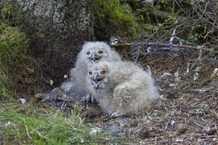 : Eurasian Eagle-Owl - young with prey in nest - Sweden : Eurasian Eagle-Owl - young with prey in nest - Sweden