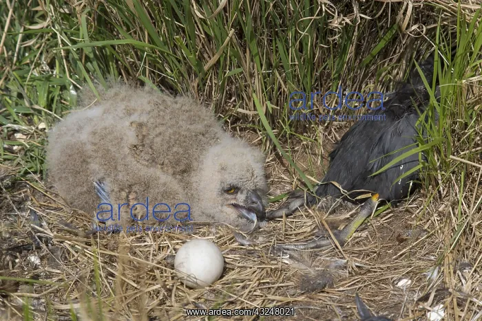: Eurasian Eagle-Owl - young with prey in nest - Sweden : Eurasian Eagle-Owl - young with prey in nest - Sweden