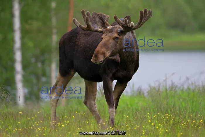 : Eurasian Elk (Alces alces), Sweden, Europe : Eurasian Elk (Alces alces), Sweden, Europe