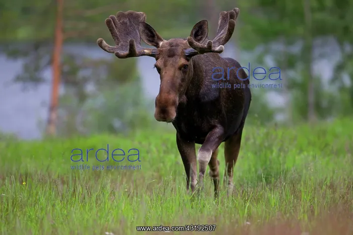 : Eurasian Elk or Moose (Alces alces), bull, Lappland : Eurasian Elk or Moose (Alces alces), bull, Lappland