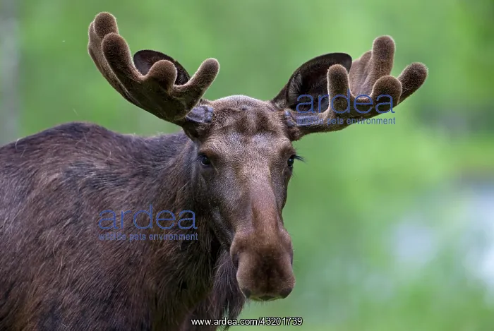 : Eurasian Elk or Moose (Alces alces), bull, portrait : Eurasian Elk or Moose (Alces alces), bull, portrait