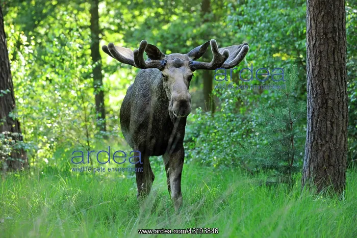 : Eurasian elk or moose (Alces alces) bull in velvet : Eurasian elk or moose (Alces alces) bull in velvet