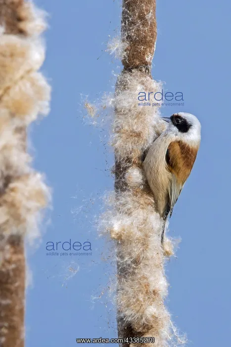 : Eurasian, European penduline tit (Remiz pendulinus) : Eurasian, European penduline tit (Remiz pendulinus)