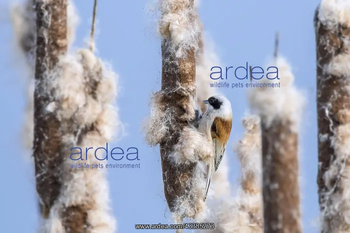 : Eurasian, European penduline tit (Remiz pendulinus) : Eurasian, European penduline tit (Remiz pendulinus)