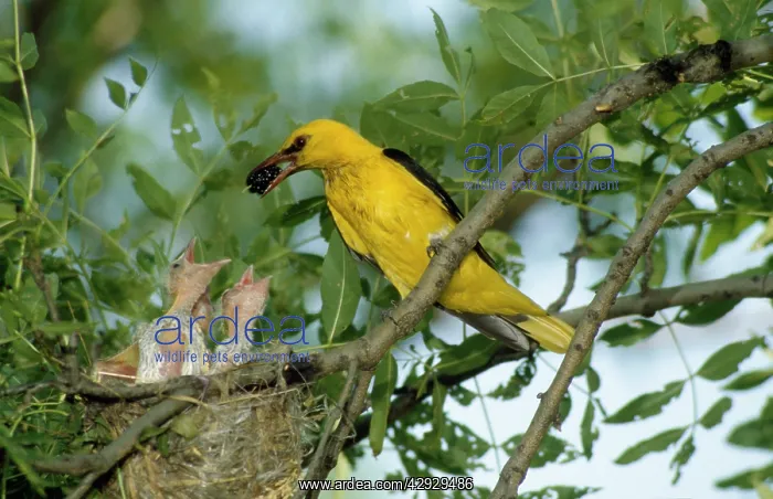 : Eurasian Golden Oriole - feeding chicks at the nest : Eurasian Golden Oriole - feeding chicks at the nest