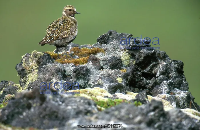 : Eurasian Golden Plover : Eurasian Golden Plover