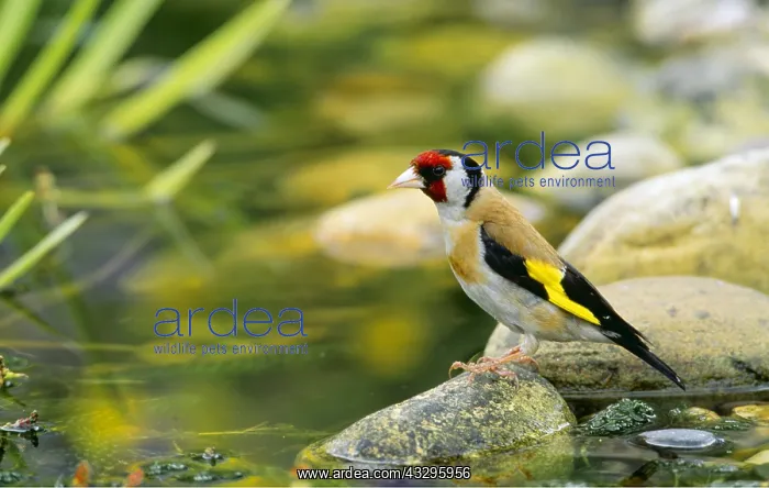 : EURASIAN GOLDFINCH - by pond : EURASIAN GOLDFINCH - by pond