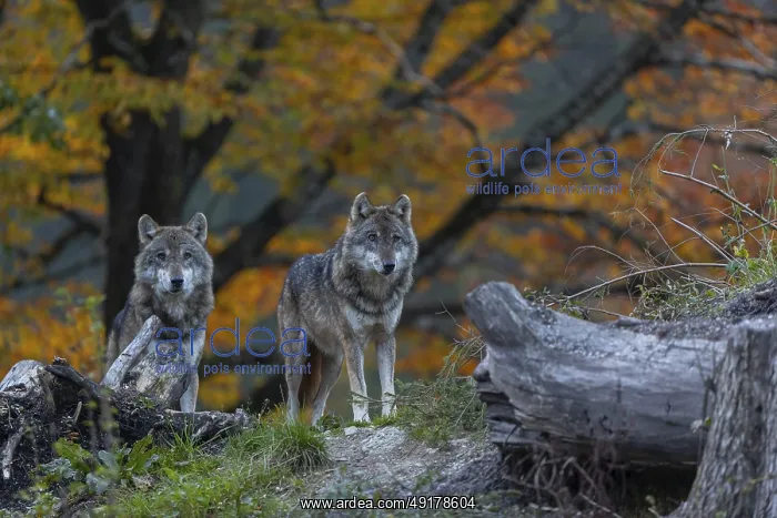 : Two eurasian gray wolf (Canis lupus lupus) : Two eurasian gray wolf (Canis lupus lupus)