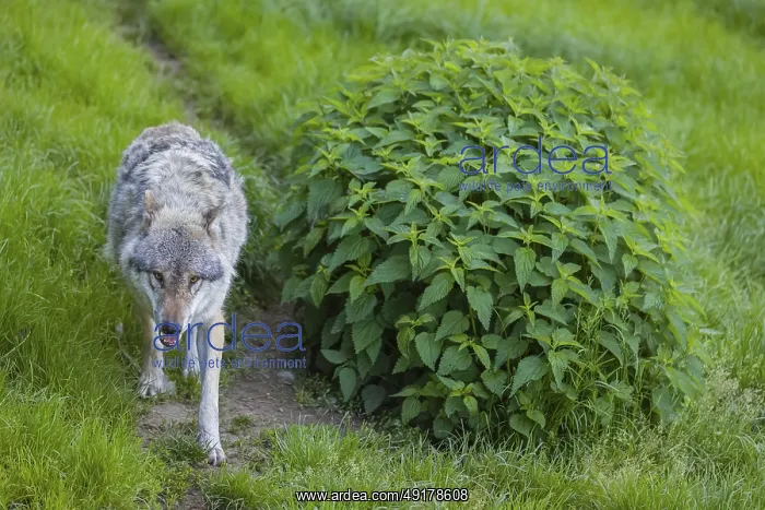: One eurasian gray wolf (Canis lupus lupus) runs over a green meadow in an open forest : One eurasian gray wolf (Canis lupus lupus) runs over a green meadow in an open forest