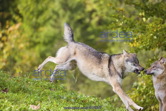 : A eurasian gray wolf (Canis lupus lupus) runs across a meadow down a hill : A eurasian gray wolf (Canis lupus lupus) runs across a meadow down a hill