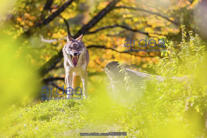 : A Eurasian gray wolf (Canis lupus lupus) stands, framed by : A Eurasian gray wolf (Canis lupus lupus) stands, framed by