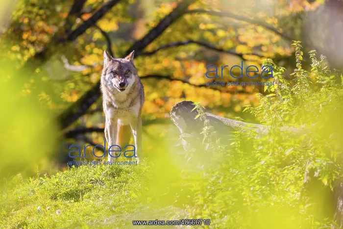 : A Eurasian gray wolf (Canis lupus lupus) stands, framed by : A Eurasian gray wolf (Canis lupus lupus) stands, framed by