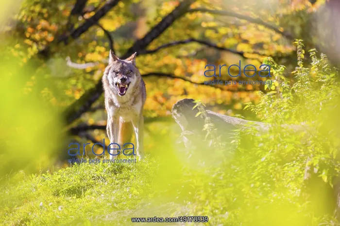 : A Eurasian gray wolf (Canis lupus lupus) stands : A Eurasian gray wolf (Canis lupus lupus) stands