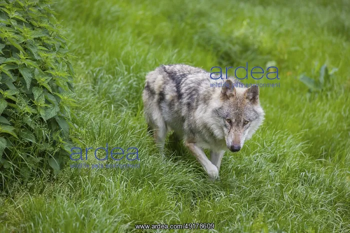 : One eurasian gray wolf (Canis lupus lupus) stands on a green meadow in an open forest : One eurasian gray wolf (Canis lupus lupus) stands on a green meadow in an open forest